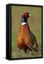 Pheasant Male, Cock on Fallow Land-null-Framed Stretched Canvas