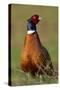 Pheasant Male, Cock on Fallow Land-null-Stretched Canvas