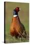 Pheasant Male, Cock on Fallow Land-null-Stretched Canvas