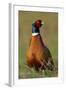 Pheasant Male, Cock on Fallow Land-null-Framed Photographic Print