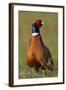 Pheasant Male, Cock on Fallow Land-null-Framed Photographic Print