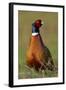 Pheasant Male, Cock on Fallow Land-null-Framed Photographic Print