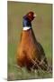 Pheasant Male, Cock on Fallow Land-null-Mounted Photographic Print