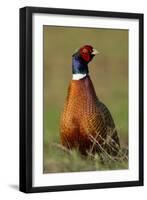 Pheasant Male, Cock on Fallow Land-null-Framed Photographic Print