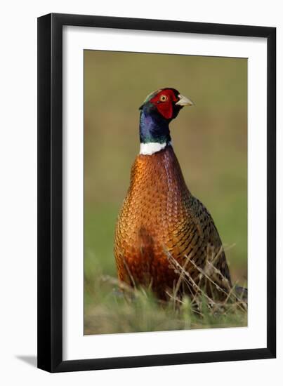 Pheasant Male, Cock on Fallow Land-null-Framed Photographic Print