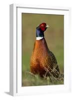 Pheasant Male, Cock on Fallow Land-null-Framed Photographic Print