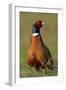 Pheasant Male, Cock on Fallow Land-null-Framed Photographic Print