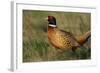 Pheasant Male, Cock on Fallow Land-null-Framed Photographic Print