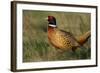 Pheasant Male, Cock on Fallow Land-null-Framed Photographic Print