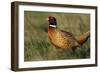 Pheasant Male, Cock on Fallow Land-null-Framed Photographic Print