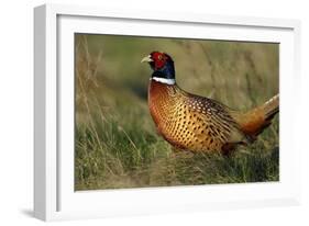 Pheasant Male, Cock on Fallow Land-null-Framed Photographic Print