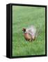 Pheasant Male Display Calling-null-Framed Stretched Canvas