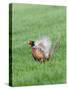 Pheasant Male Display Calling-null-Stretched Canvas