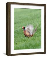 Pheasant Male Display Calling-null-Framed Photographic Print