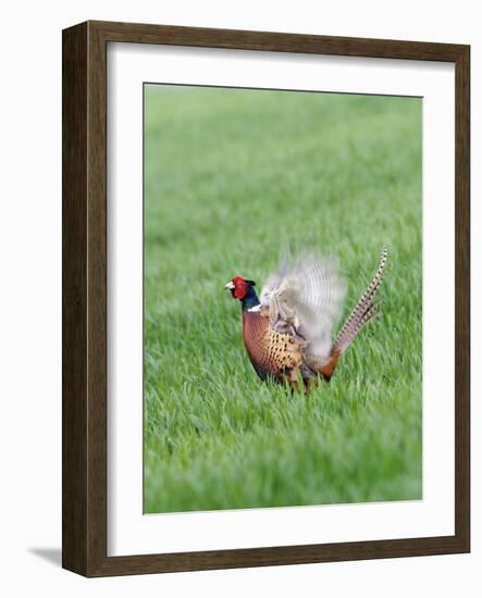 Pheasant Male Display Calling-null-Framed Photographic Print