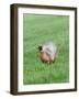 Pheasant Male Display Calling-null-Framed Photographic Print