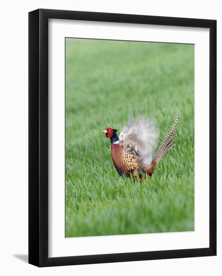 Pheasant Male Display Calling-null-Framed Photographic Print