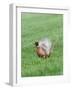 Pheasant Male Display Calling-null-Framed Photographic Print