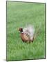 Pheasant Male Display Calling-null-Mounted Photographic Print