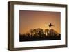 Pheasant male flying to roost at sunset with trees silhouetted  in background England-Ernie Janes-Framed Photographic Print