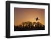 Pheasant male flying to roost at sunset with trees silhouetted  in background England-Ernie Janes-Framed Photographic Print