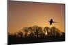 Pheasant male flying to roost at sunset with trees silhouetted  in background England-Ernie Janes-Mounted Photographic Print