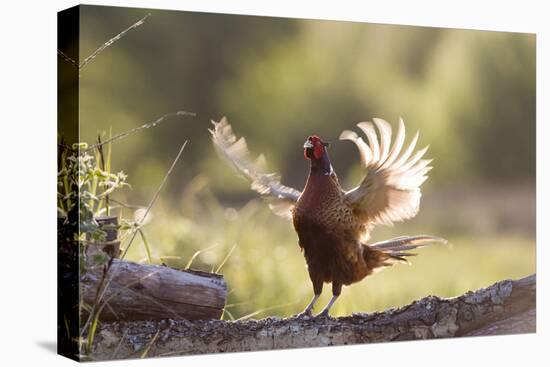 Pheasant Male Territorial Displaying-null-Stretched Canvas