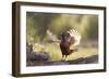 Pheasant Male Territorial Displaying-null-Framed Photographic Print