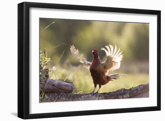 Pheasant Male Territorial Displaying-null-Framed Photographic Print