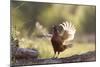 Pheasant Male Territorial Displaying-null-Mounted Photographic Print