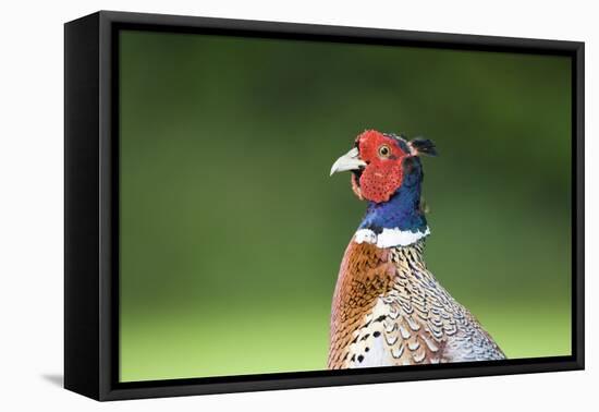 Pheasant Male-null-Framed Stretched Canvas