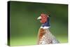 Pheasant Male-null-Stretched Canvas