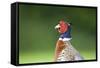 Pheasant Male-null-Framed Stretched Canvas