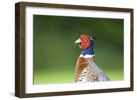 Pheasant Male-null-Framed Photographic Print