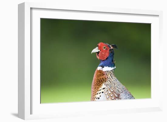 Pheasant Male-null-Framed Photographic Print
