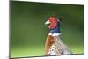 Pheasant Male-null-Mounted Photographic Print