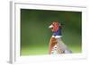 Pheasant Male-null-Framed Photographic Print