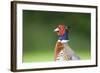 Pheasant Male-null-Framed Photographic Print