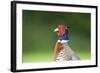 Pheasant Male-null-Framed Photographic Print