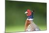 Pheasant Male-null-Mounted Photographic Print