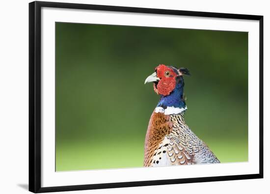 Pheasant Male-null-Framed Photographic Print