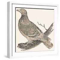 Pheasant (Or Pheasant), 1850 (Engraving)-Louis Simon (1810-1870) Lassalle-Framed Giclee Print