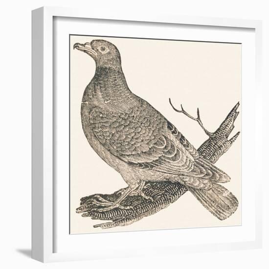 Pheasant (Or Pheasant), 1850 (Engraving)-Louis Simon (1810-1870) Lassalle-Framed Giclee Print