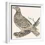 Pheasant (Or Pheasant), 1850 (Engraving)-Louis Simon (1810-1870) Lassalle-Framed Giclee Print