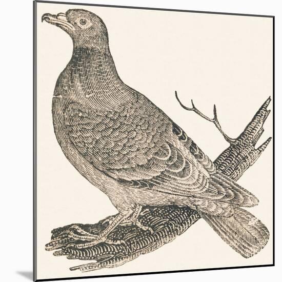 Pheasant (Or Pheasant), 1850 (Engraving)-Louis Simon (1810-1870) Lassalle-Mounted Giclee Print