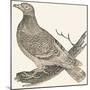Pheasant (Or Pheasant), 1850 (Engraving)-Louis Simon (1810-1870) Lassalle-Mounted Giclee Print