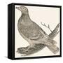 Pheasant (Or Pheasant), 1850 (Engraving)-Louis Simon (1810-1870) Lassalle-Framed Stretched Canvas