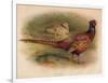 Pheasant (Phasianus colchicus), 1900, (1900)-Charles Whymper-Framed Giclee Print