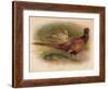 Pheasant (Phasianus colchicus), 1900, (1900)-Charles Whymper-Framed Giclee Print