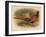 Pheasant (Phasianus colchicus), 1900, (1900)-Charles Whymper-Framed Giclee Print